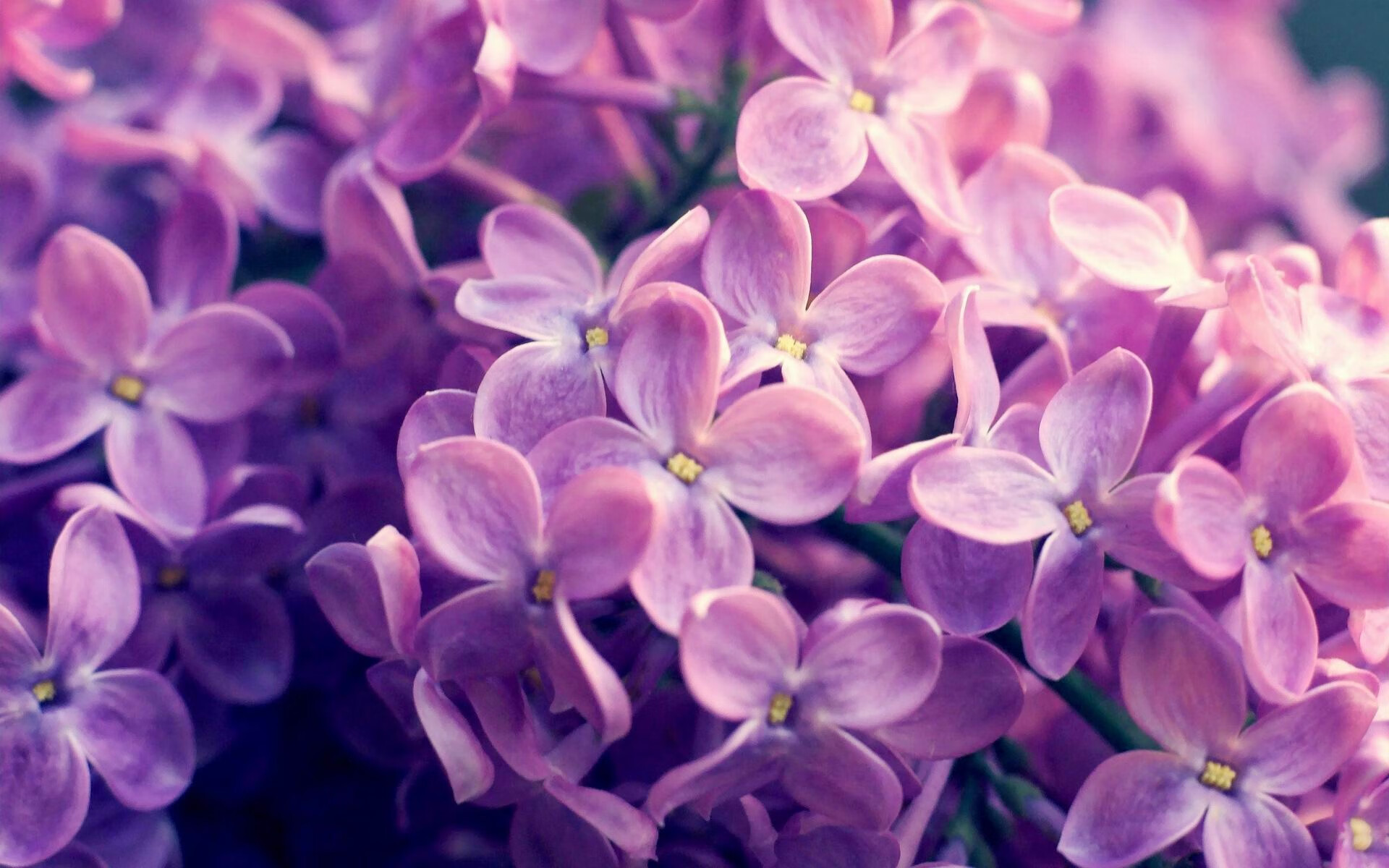 AC米兰3-1击败国际米兰,伊布梅开二度,ac米兰03-04