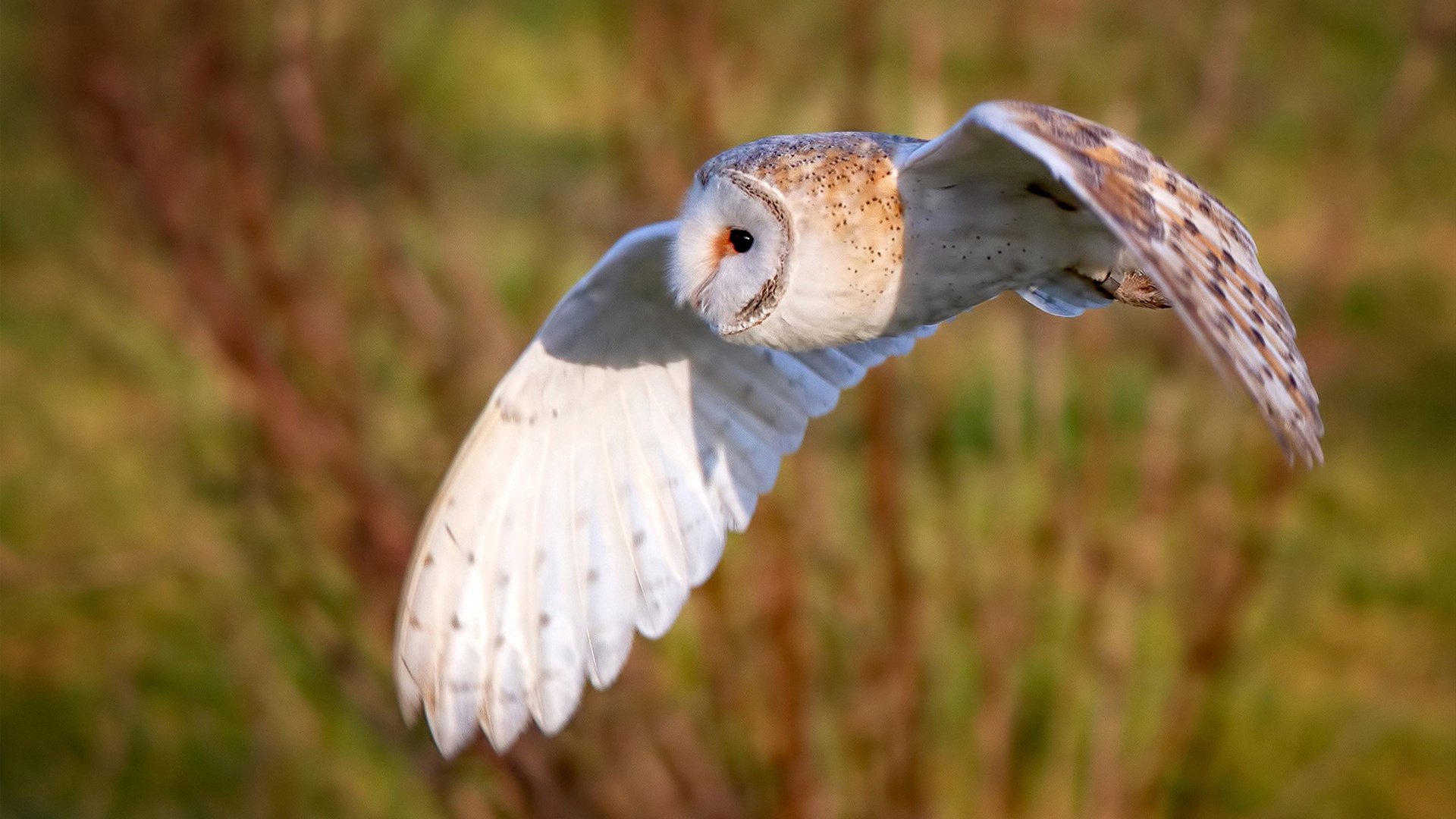 5G技术在电竞领域的应用:低延迟与高速传输,5g技术在电竞领域的应用_低延迟与高速传输的关系