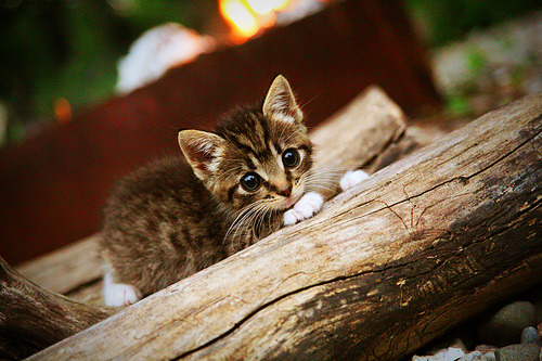 令全场沸腾的“疯狂庆祝”时刻全集锦,疯狂f1