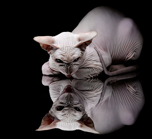 kaiyun.com-塞内加尔马术协会与欧洲马术协会签署合作协议，共同举办国际赛事。