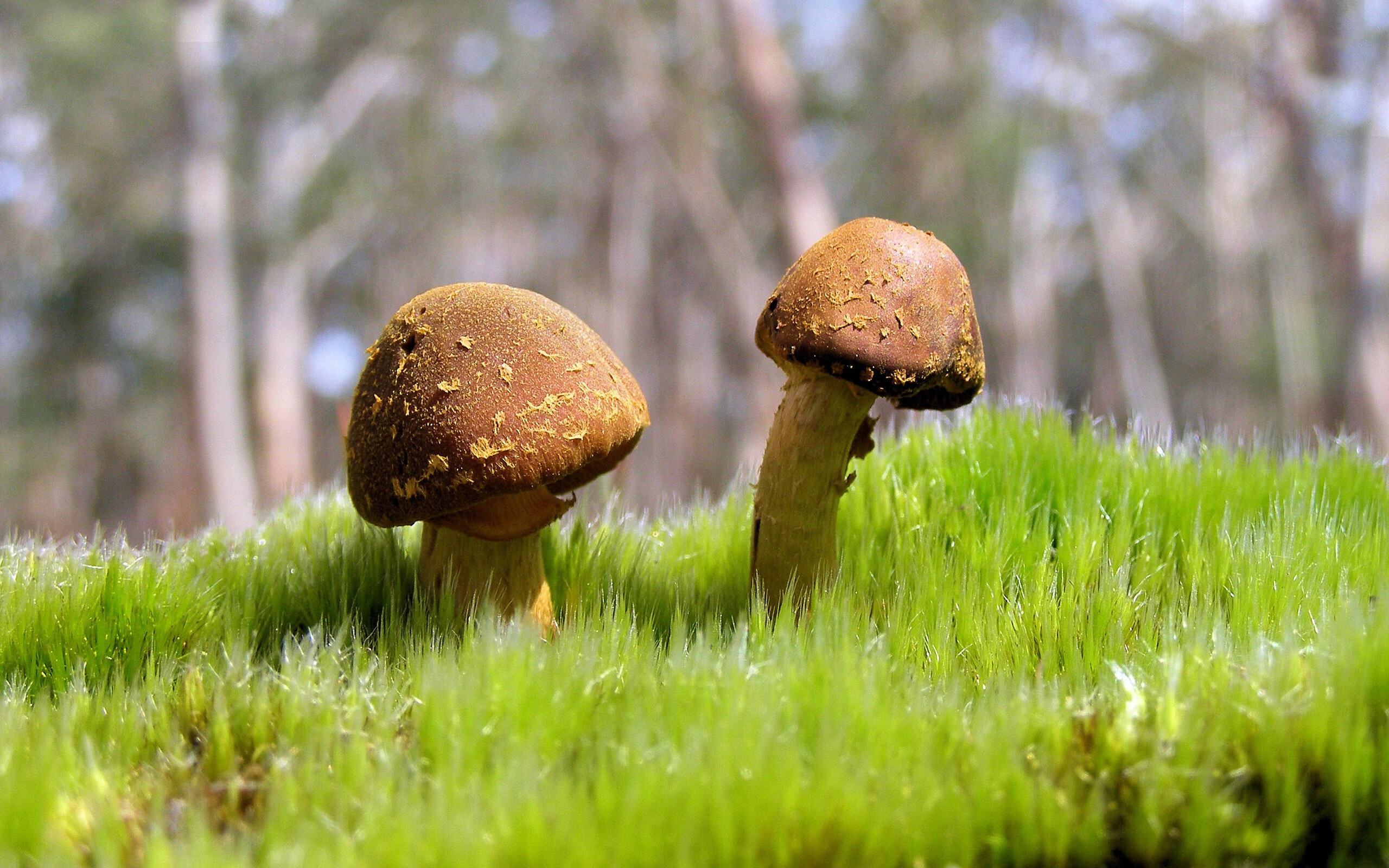 开云官网APP下载-太阳赢球布克状态回暖，布克 太阳队