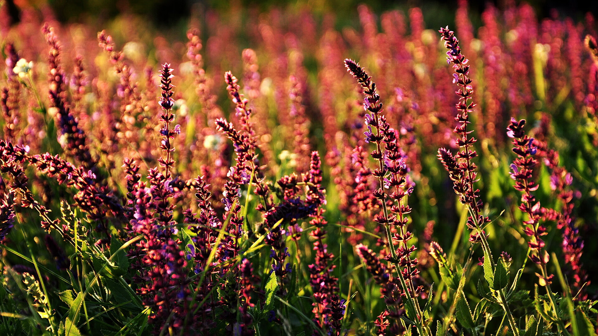 kaiyun体育综合-拜仁慕尼黑客场1-1战平柏林联合，遭遇平局，拜仁慕尼黑比赛视频