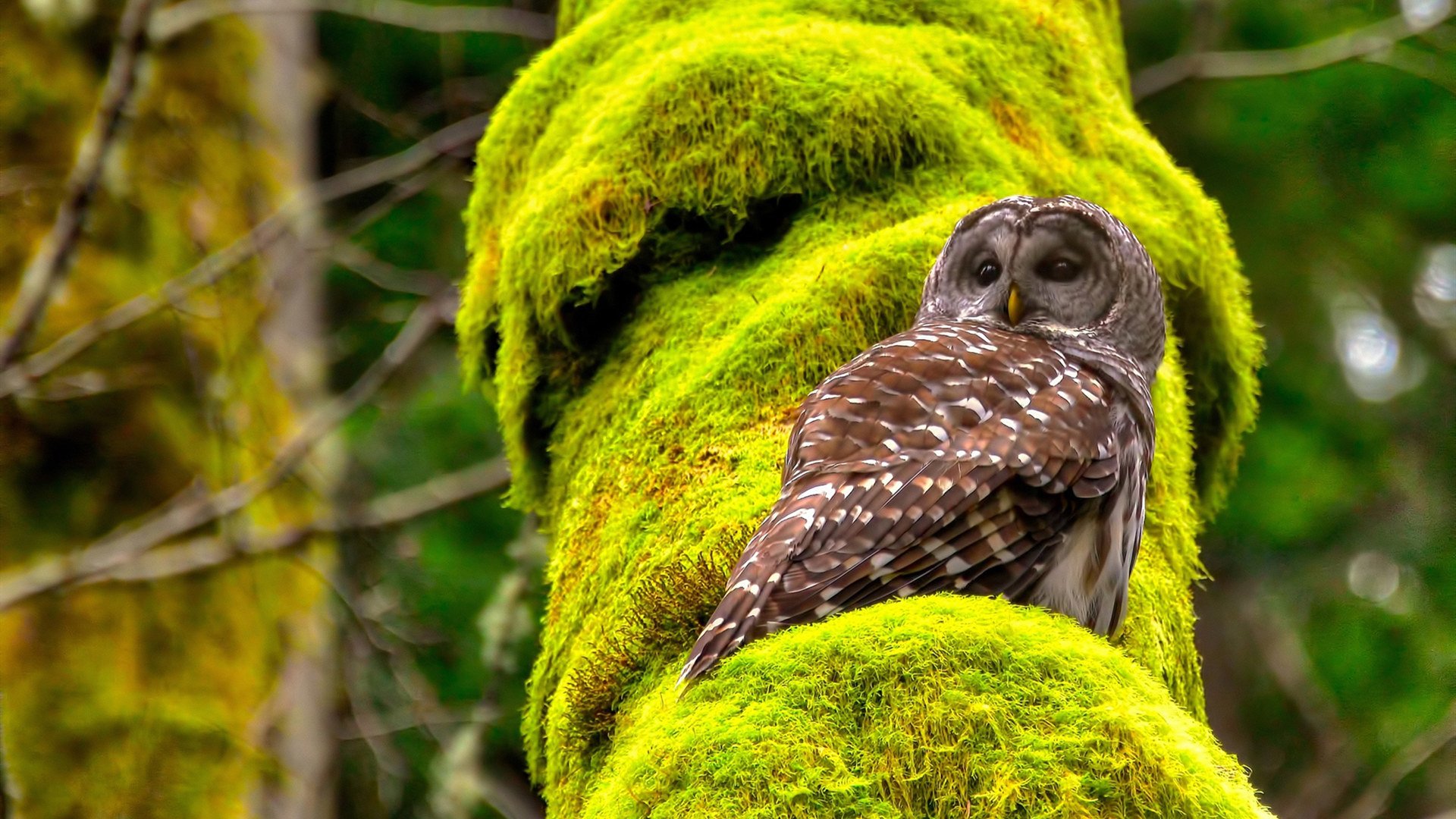 尤文图斯高位逼抢迫使对方频繁失误,尤文图斯高层都有谁