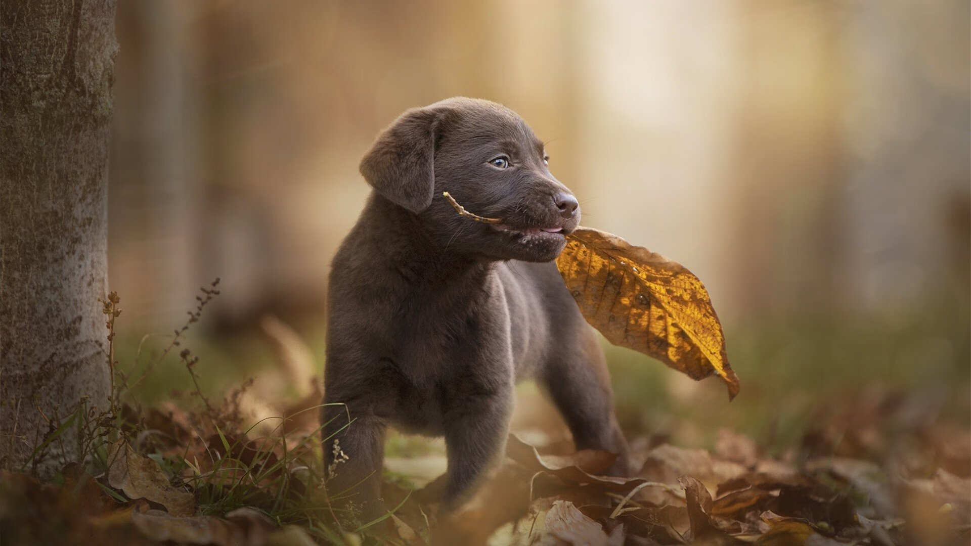 乒乓球锦标赛赛况追踪，乒乓球锦标赛冠军