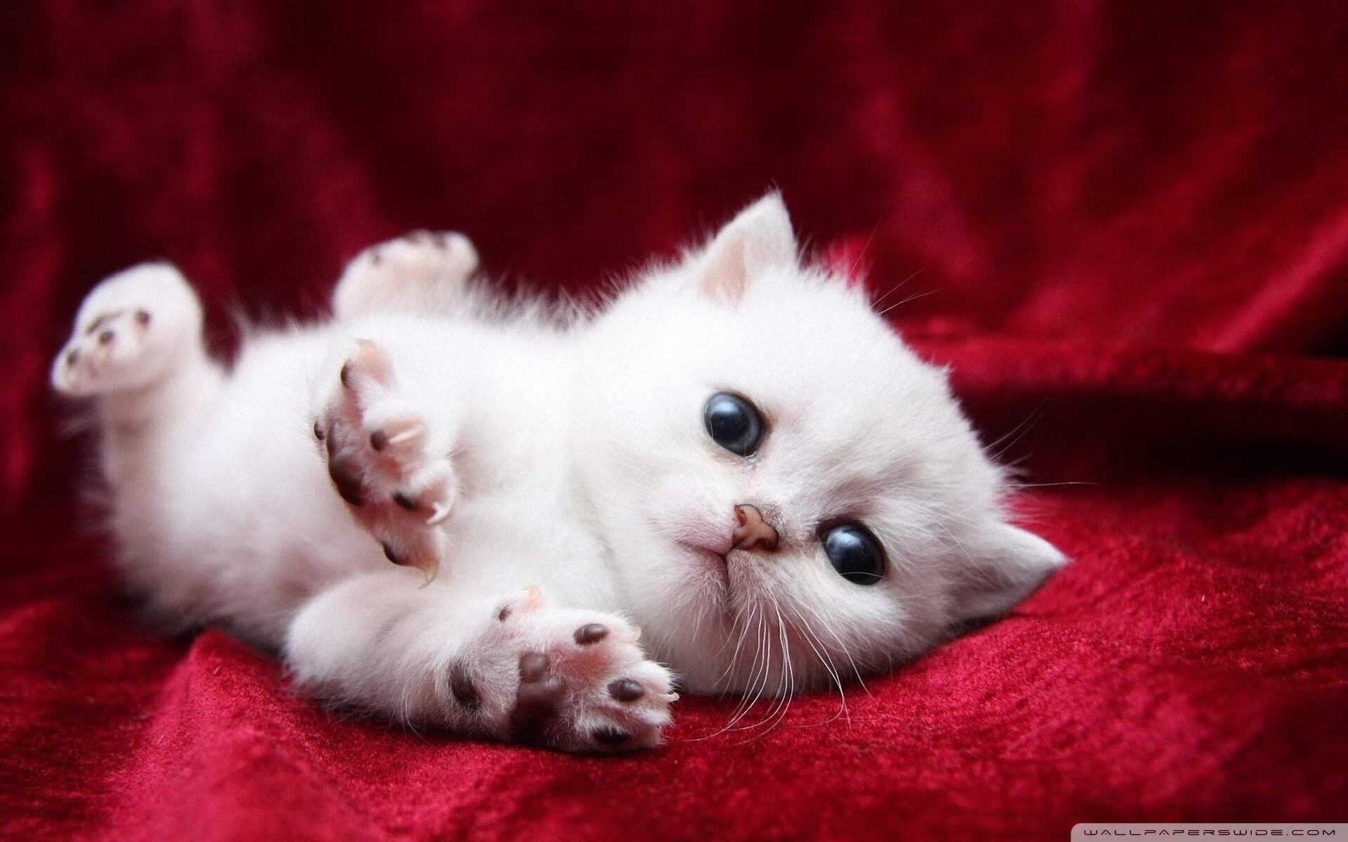 詹姆斯·奥康纳精准罚球的能力,帮助袋鼠队轻松克敌制胜,詹姆斯.奥康纳