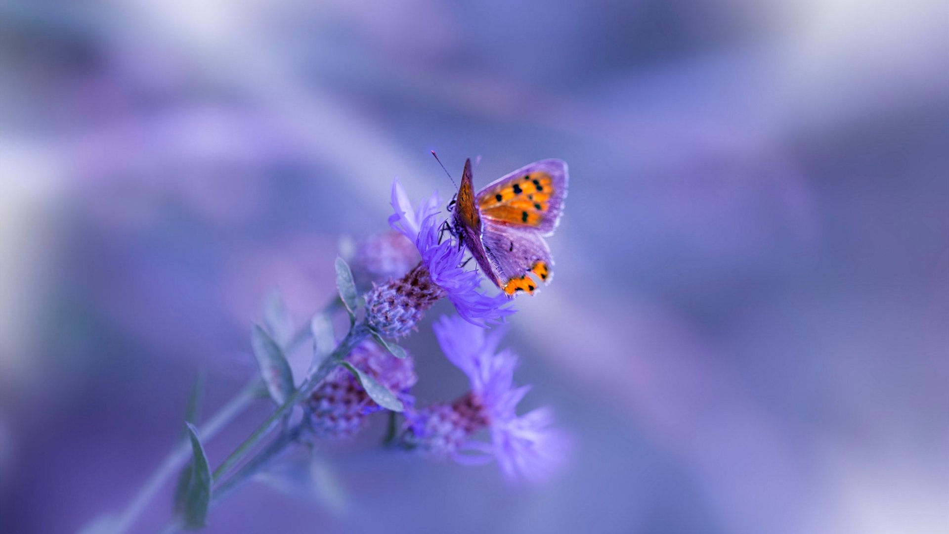 阿根廷美洲雄鹰队:南半球崛起的新兴力量,阿根廷雄鹰图片