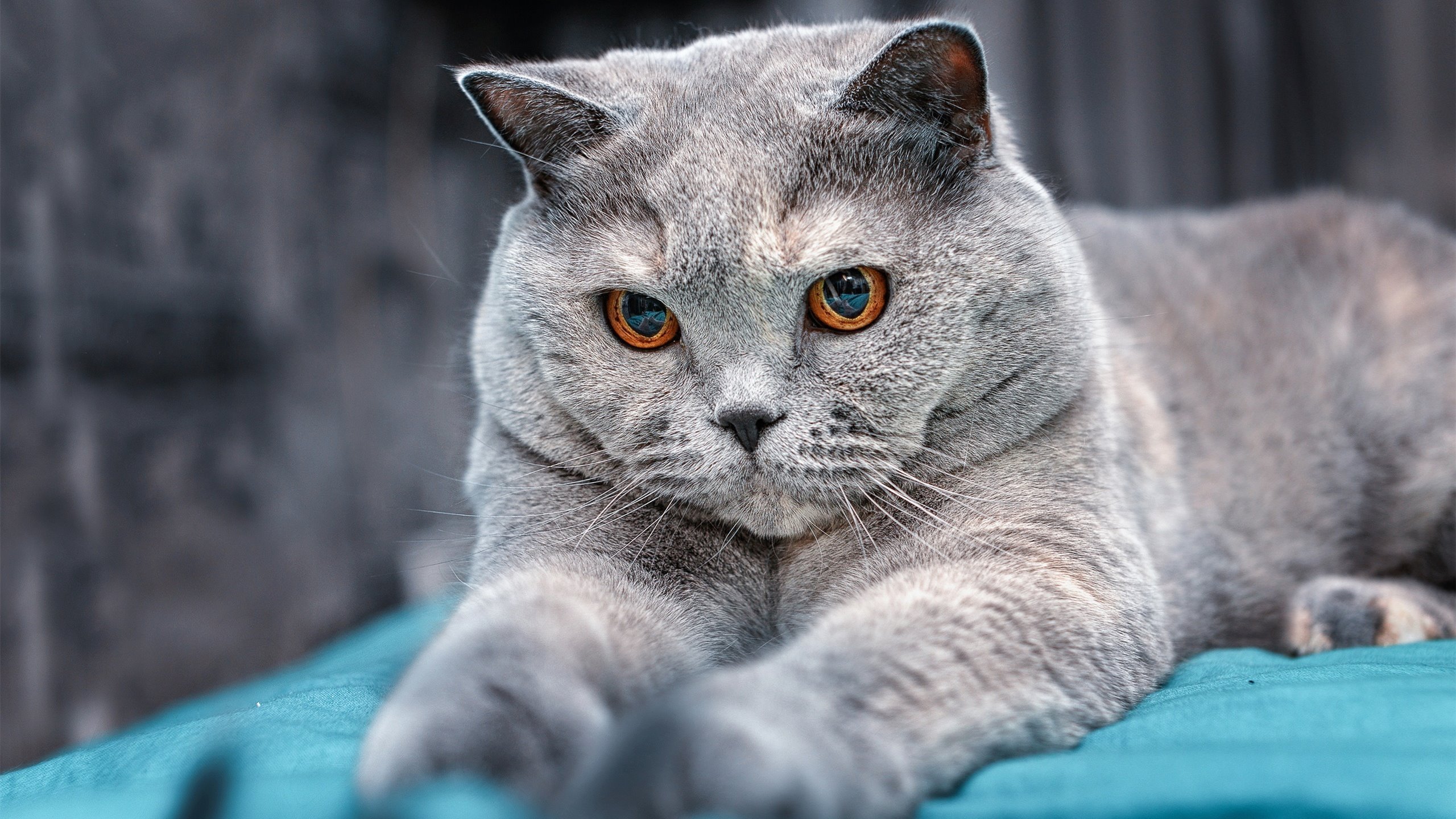 马拉维男篮在非洲锦标赛中创历史,勇夺冠军